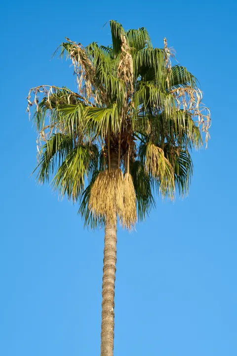 Palm Sky Phone Wallpaper · vertical · 1440×2159