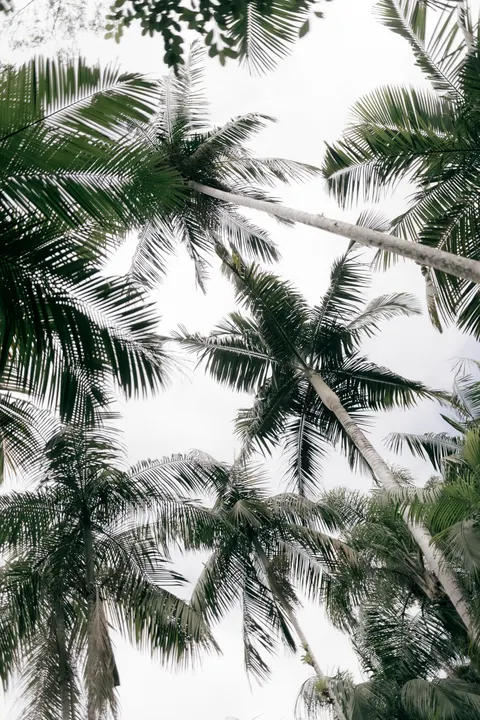 Palm Sky Phone Wallpaper · vertical · 1440×2160