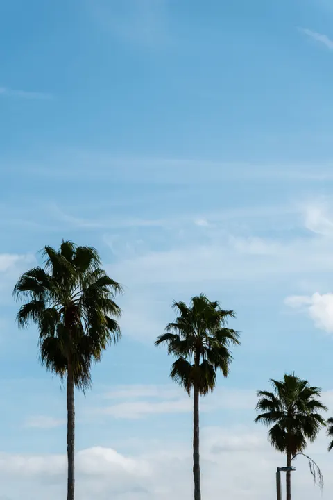 Palm Sky Phone Wallpaper · vertical · 1440×2160