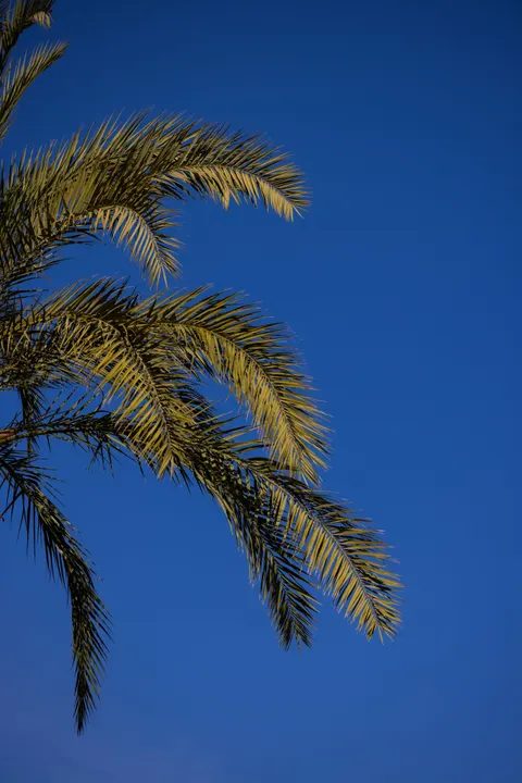 Palm Sky Phone Wallpaper · vertical · 1440×2159