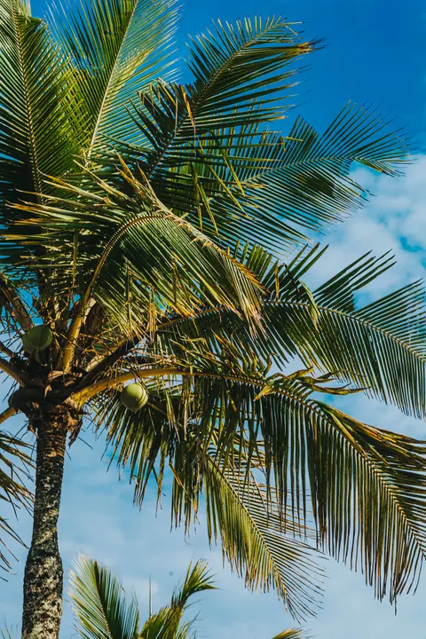 Palm Sky Phone Wallpaper · vertical · 1440×2160