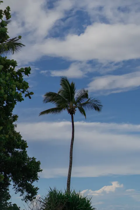 Palm Sky Phone Wallpaper · vertical · 1440×2160
