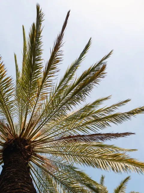 Palm Sky Phone Wallpaper · vertical · 1440×1920