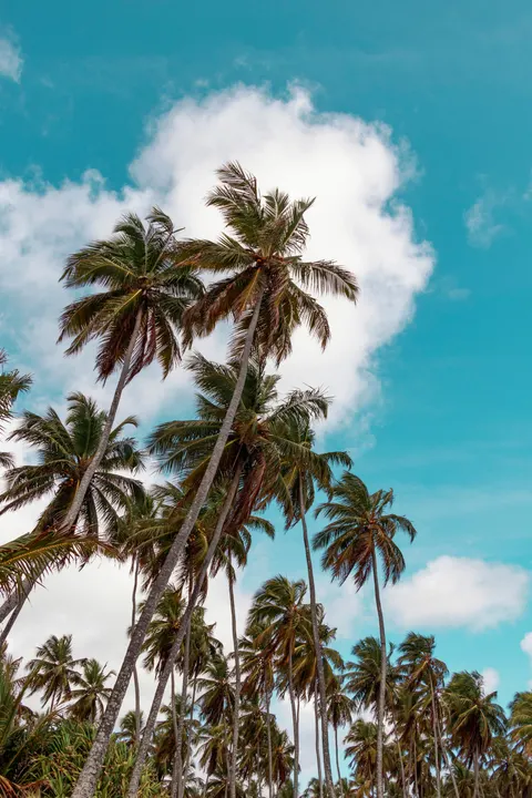 Palm Sky Phone Wallpaper · vertical · 1440×2160
