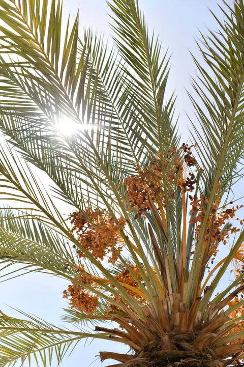 Palm Sky Phone Wallpaper · vertical · 1440×2160