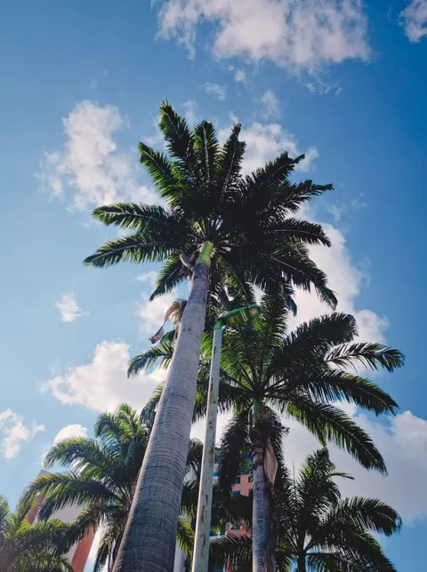 Palm Sky Phone Wallpaper · vertical · 1440×1933