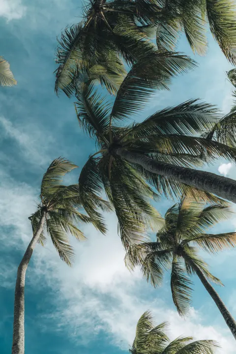 Palm Sky Phone Wallpaper · vertical · 1440×2160