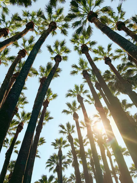 Palm Sky Phone Wallpaper · vertical · 1440×1920