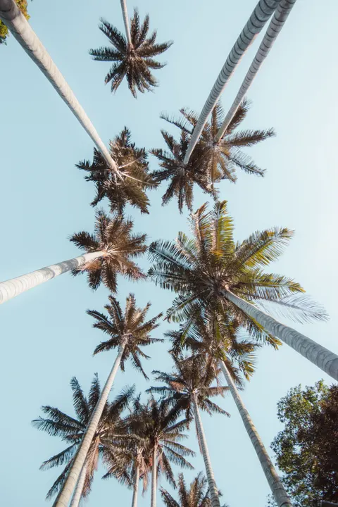 Palm Sky Phone Wallpaper · vertical · 1440×2160