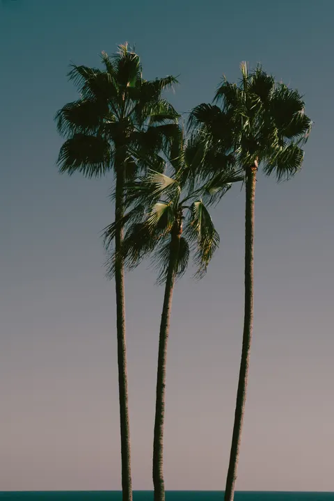 Palm Sky Phone Wallpaper · vertical · 1440×2160
