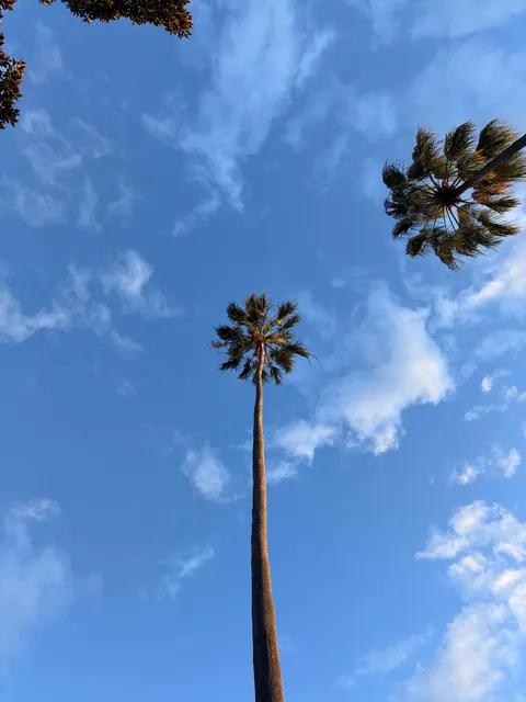 Palm Sky Phone Wallpaper · vertical · 1440×1920