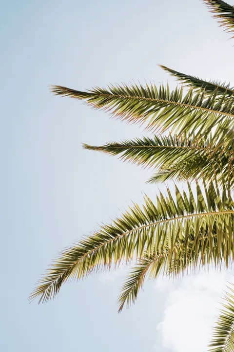 Palm Sky Phone Wallpaper · vertical · 1440×2160