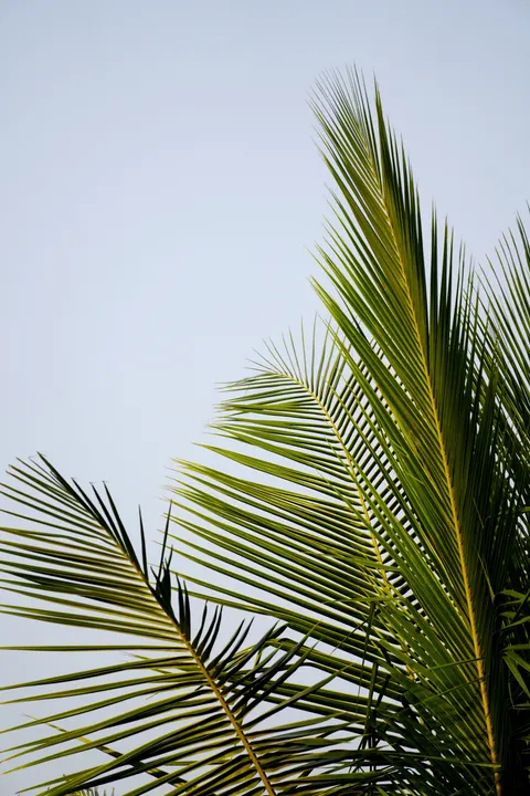 Palm Sky Phone Wallpaper · vertical · 1440×2160