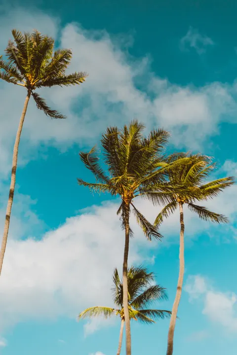 Palm Sky Phone Wallpaper · vertical · 1440×2160