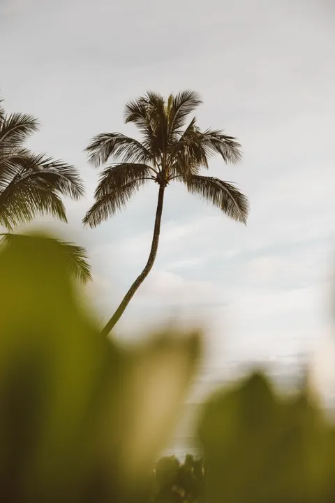 Palm Sky Phone Wallpaper · vertical · 1440×2160