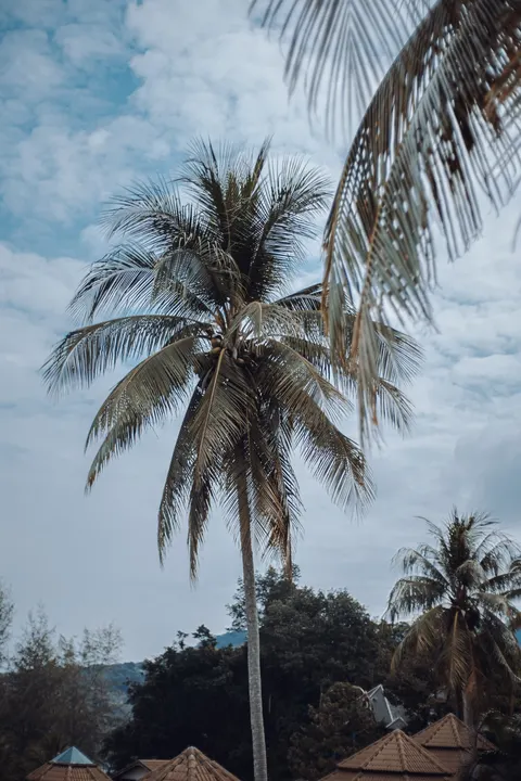 Palm Sky Phone Wallpaper · vertical · 1440×2160