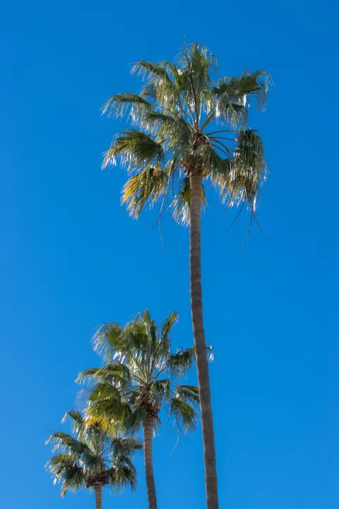 Palm Sky Phone Wallpaper · vertical · 1440×2160