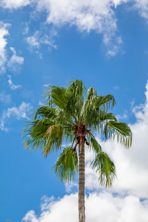 Palm Sky Phone Wallpaper · vertical · 1440×2160