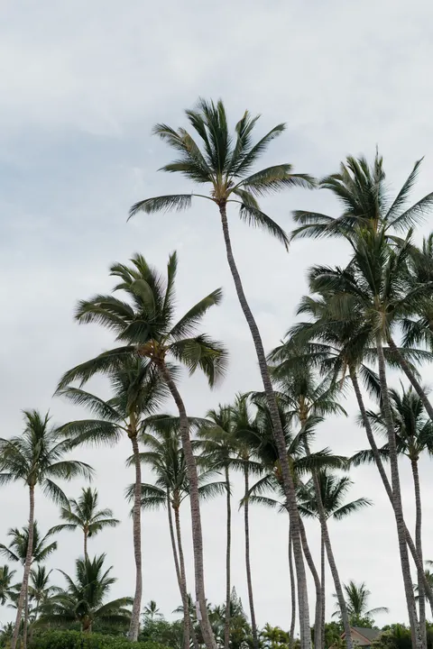 Palm Sky Phone Wallpaper · vertical · 1440×2160