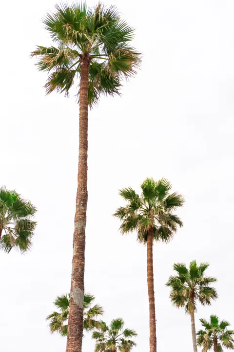 Palm Sky Phone Wallpaper · vertical · 1440×2160