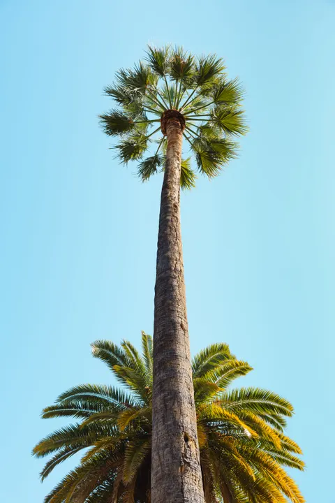 Palm Sky Phone Wallpaper · vertical · 1440×2160