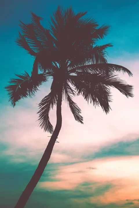 Palm Sky Phone Wallpaper · vertical · 1440×2160