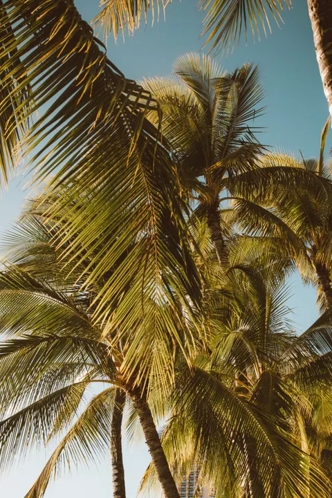Palm Sky Phone Wallpaper · vertical · 1440×2160