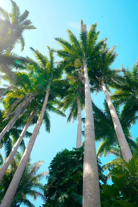 Palm Sky Phone Wallpaper · vertical · 1440×2160