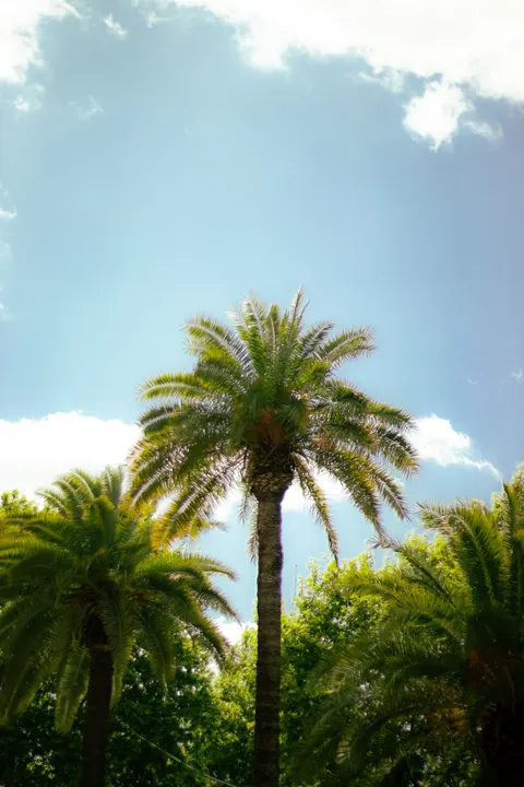Palm Sky Phone Wallpaper · vertical · 1440×2160