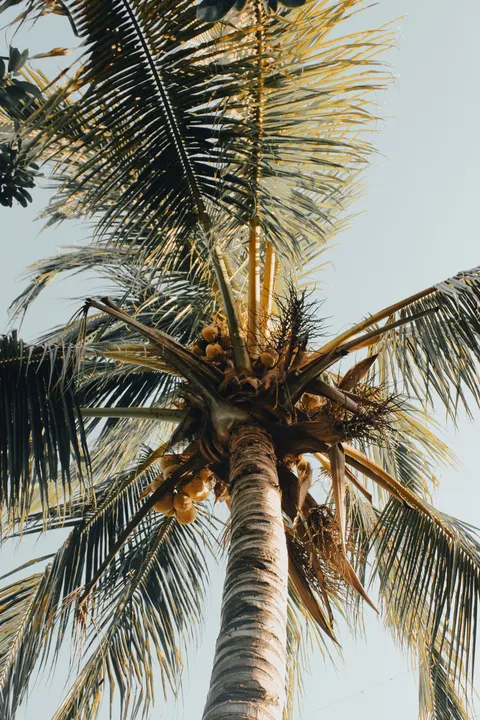 Palm Sky Phone Wallpaper · vertical · 1440×2160