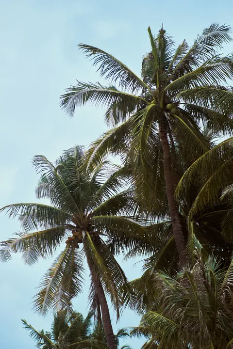 Palm Sky Phone Wallpaper · vertical · 1440×2160
