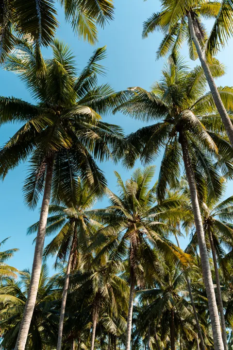Palm Sky Phone Wallpaper · vertical · 1440×2160