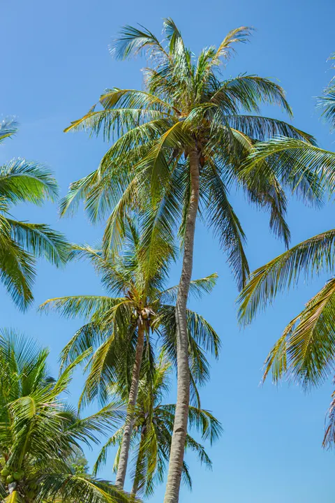 Palm Sky Phone Wallpaper · vertical · 1440×2160
