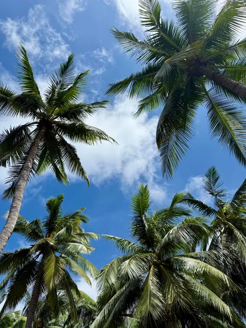 Palm Sky Phone Wallpaper · vertical · 1440×1920