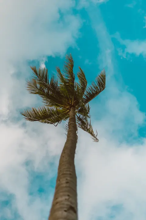 Palm Sky Phone Wallpaper · vertical · 1440×2160