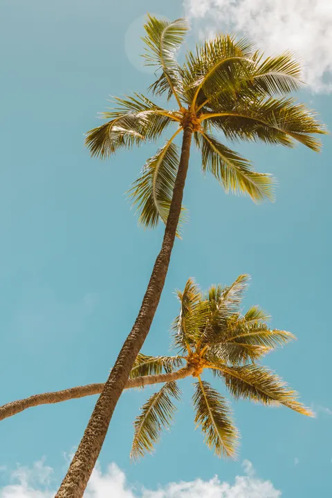 Palm Sky Phone Wallpaper · vertical · 1440×2160