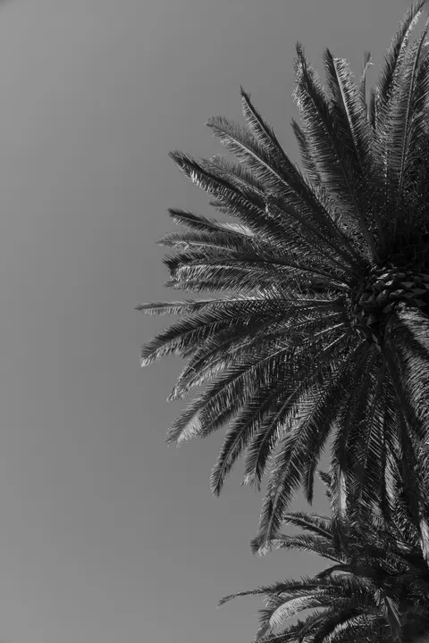 Palm Sky Phone Wallpaper · vertical · 1440×2160