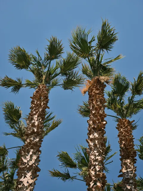 Palm Sky Phone Wallpaper · vertical · 1440×1920