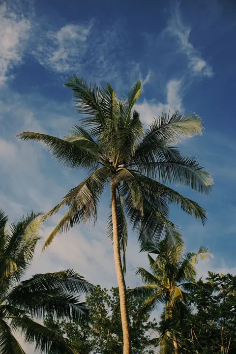 Palm Sky Phone Wallpaper · vertical · 1440×2160