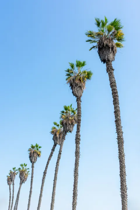 Palm Sky Phone Wallpaper · vertical · 1440×2160