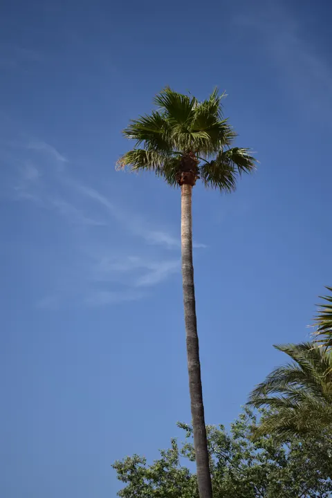 Palm Sky Phone Wallpaper · vertical · 1440×2160
