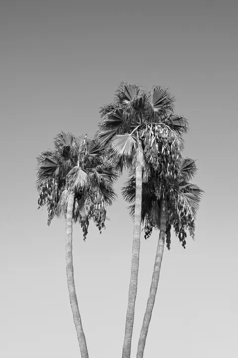 Palm Sky Phone Wallpaper · vertical · 1440×2164