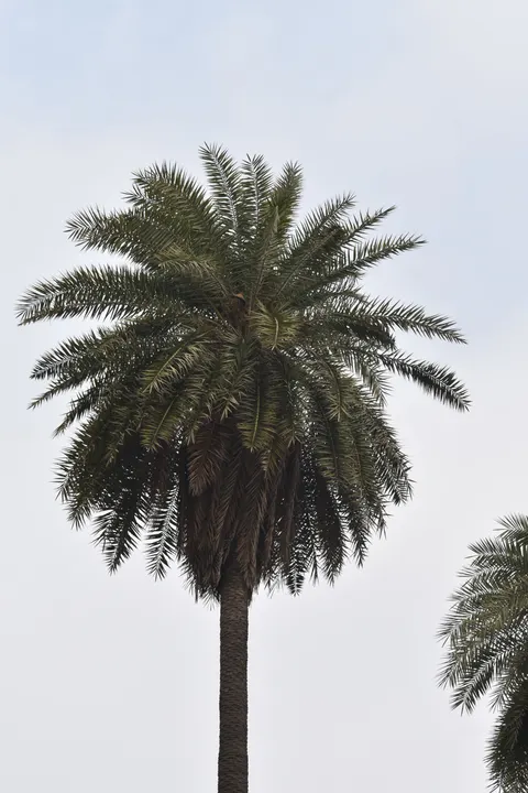 Palm Sky Phone Wallpaper · vertical · 1440×2160