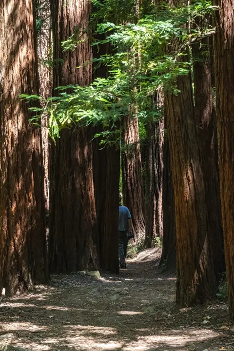 Tall Trees Phone Wallpaper · vertical · 1440×2160