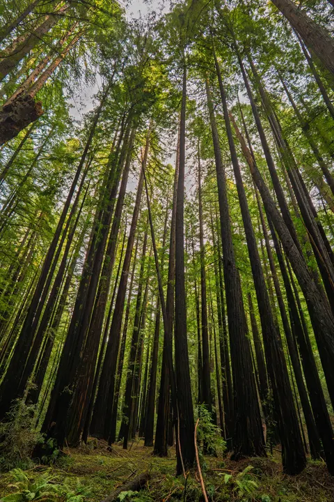 Tall Trees Phone Wallpaper · vertical · 1440×2160