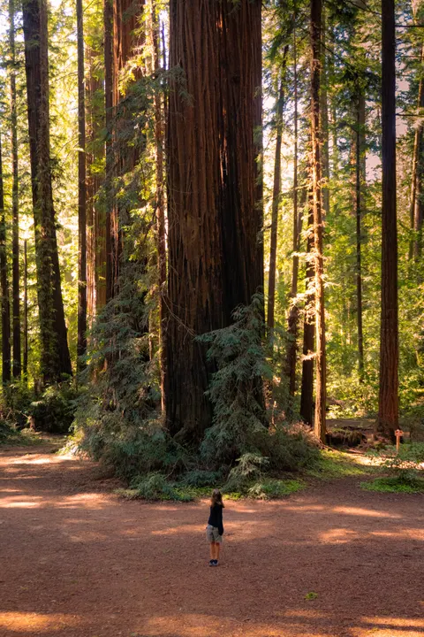 Tall Trees Phone Wallpaper · vertical · 1440×2160
