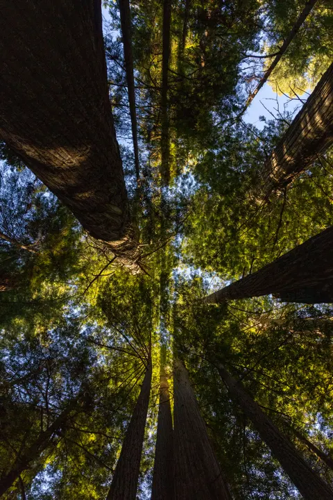 Tall Trees Phone Wallpaper · vertical · 1440×2159