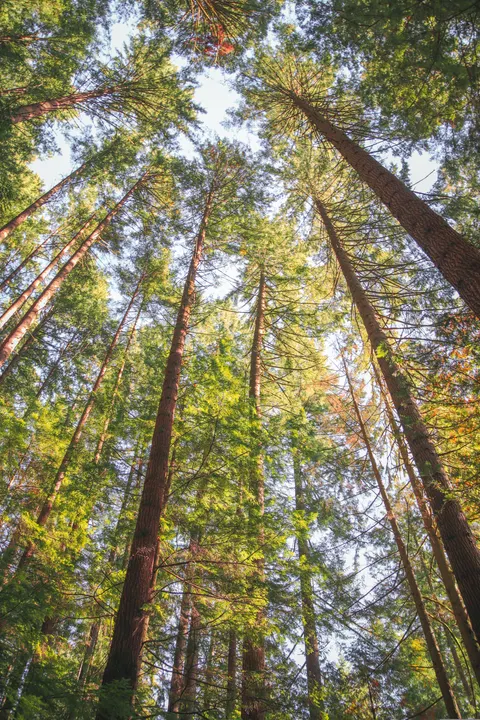 Tall Trees Phone Wallpaper · vertical · 1440×2160