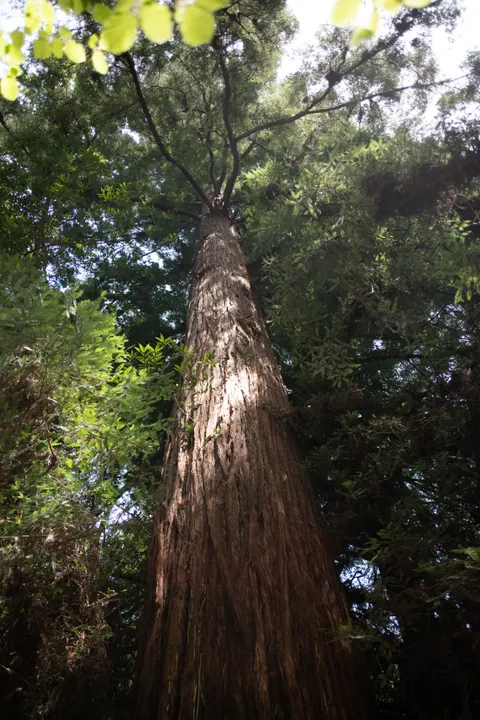 Tall Trees Phone Wallpaper · vertical · 1440×2160