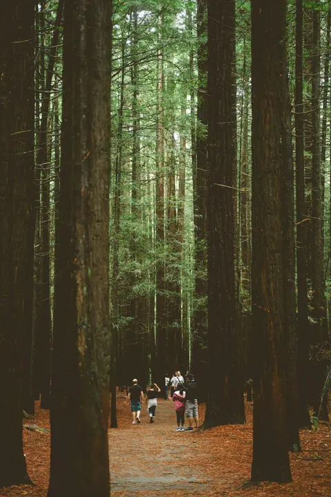 Tall Trees Phone Wallpaper · vertical · 1440×2160